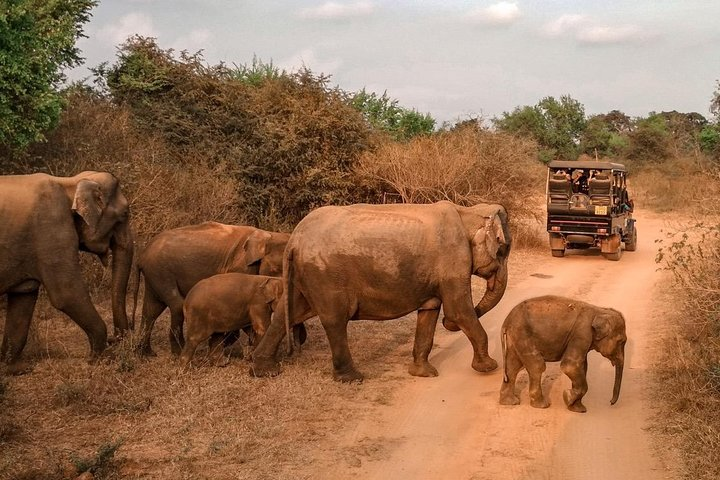 Udawalawe Safari & Waulpane Caving day tour from Colombo - Photo 1 of 10